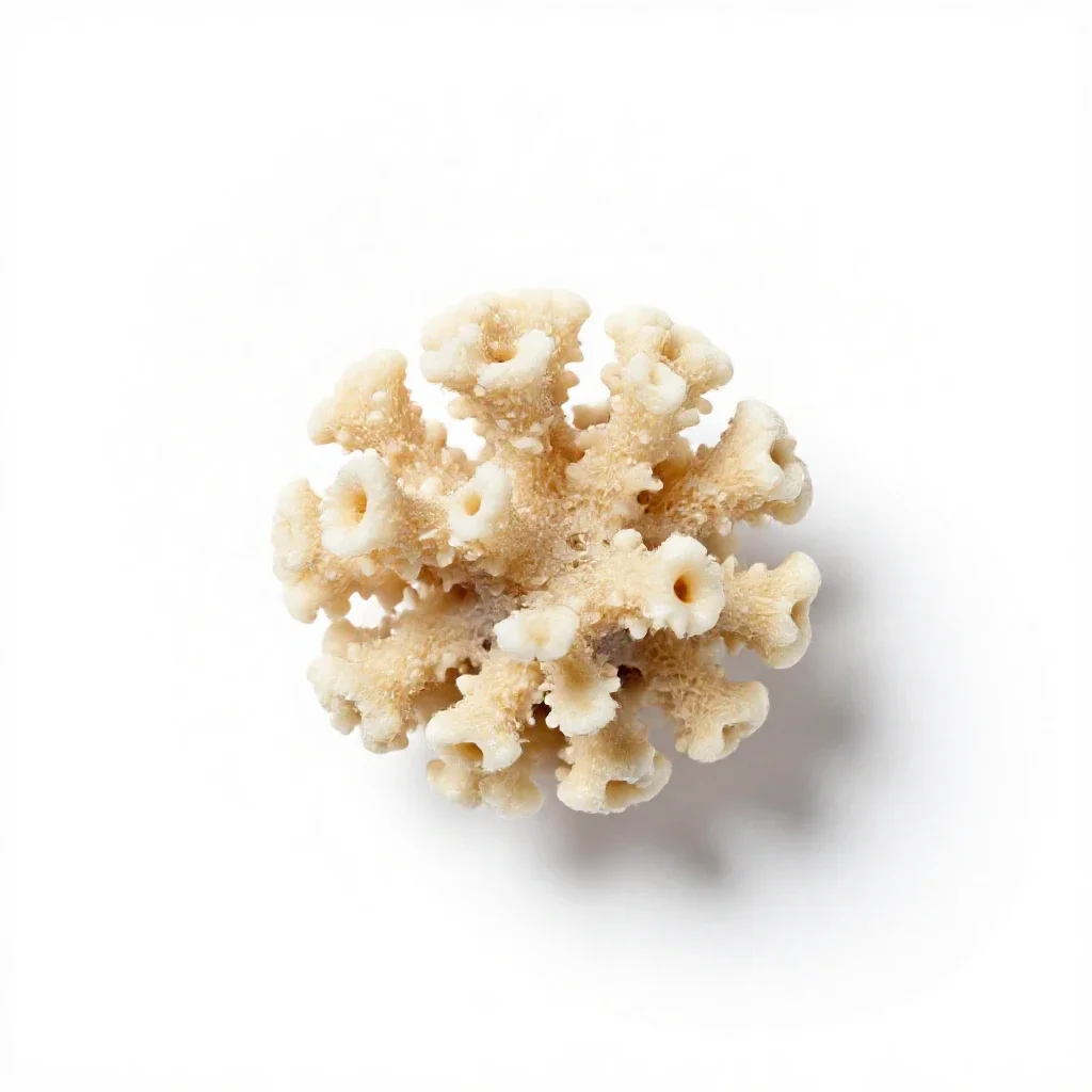 Coral gem isolated on a white background