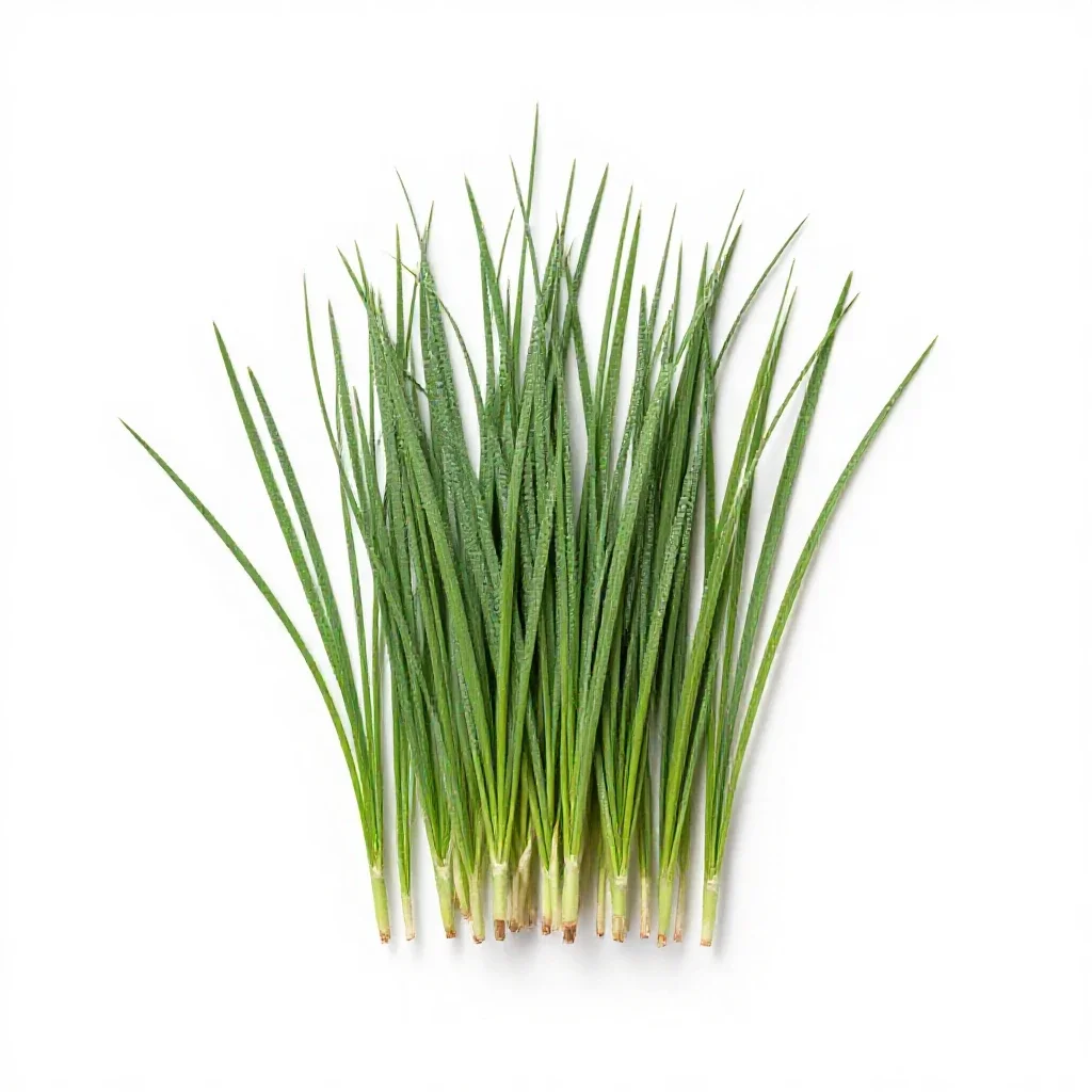 Cordgrass isolated on a white background