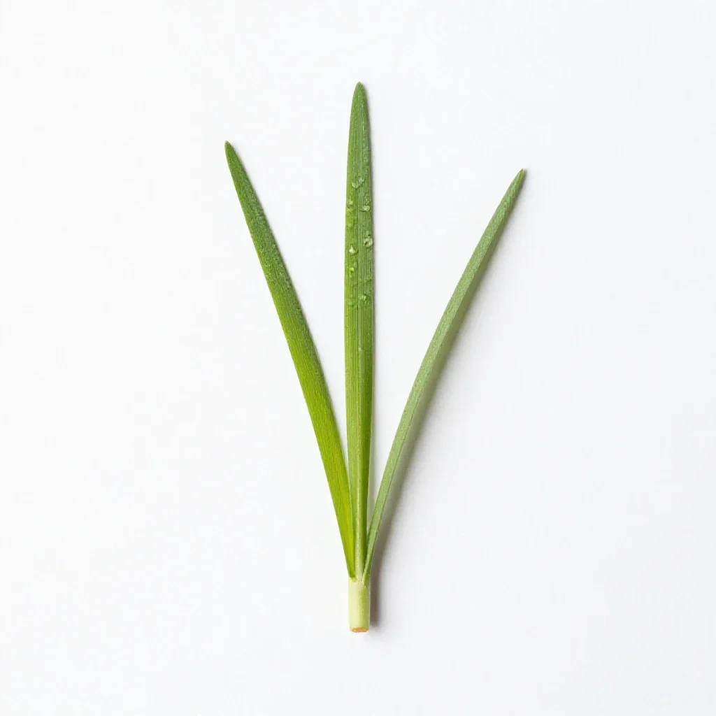Dallisgrass isolated on a white background