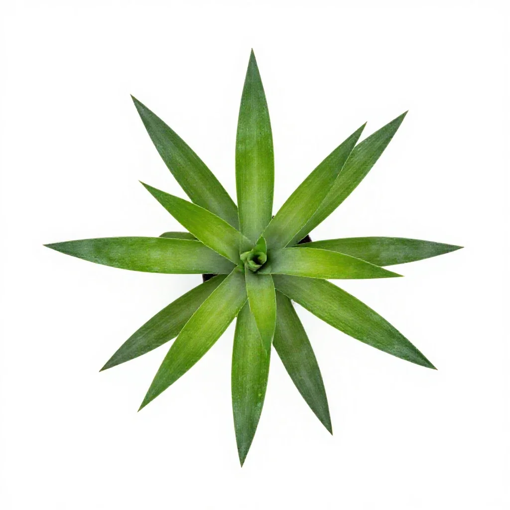 Dracaena isolated on a white background