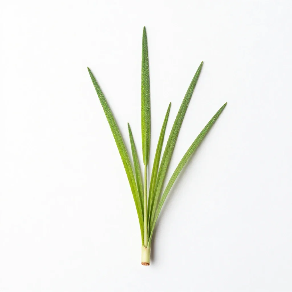 Dropseed isolated on a white background