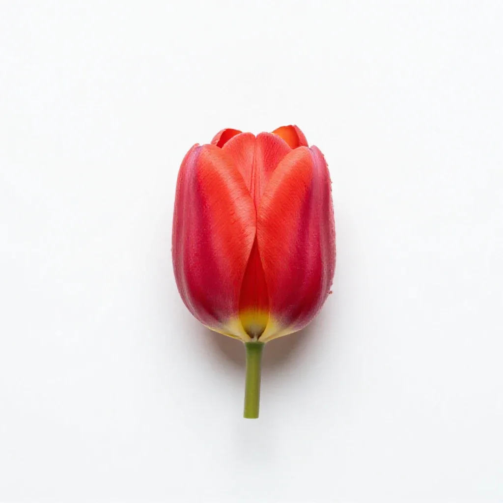 Dwarf tulip isolated on a white background