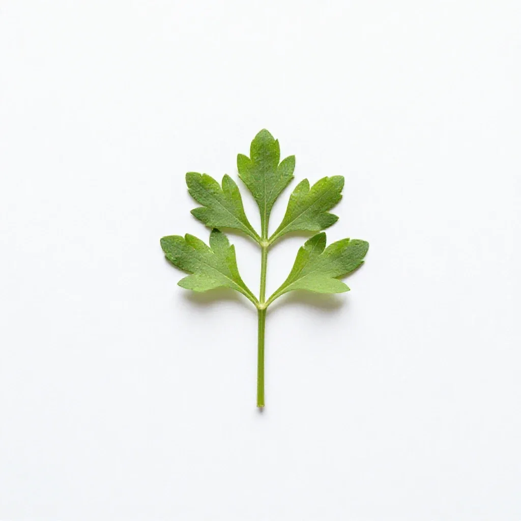 False asphodel isolated on a white background