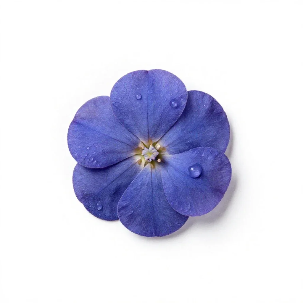 False indigo isolated on a white background