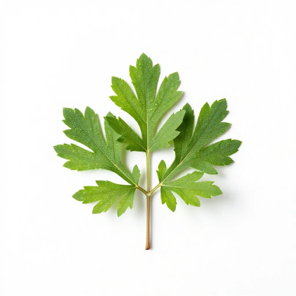 Fetterbush isolated on a white background