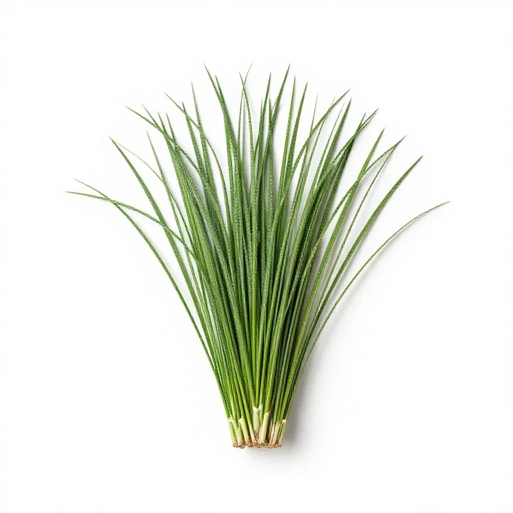 Fountain grass isolated on a white background