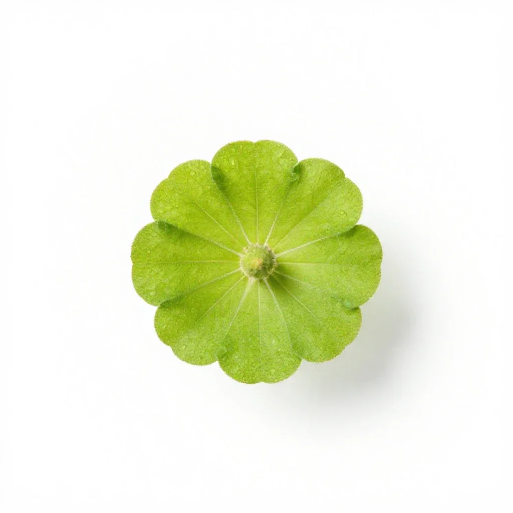 Globe mallow isolated on a white background