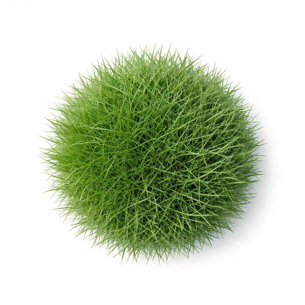 Goose grass isolated on a white background
