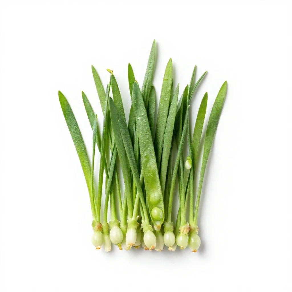 Grass pea isolated on a white background