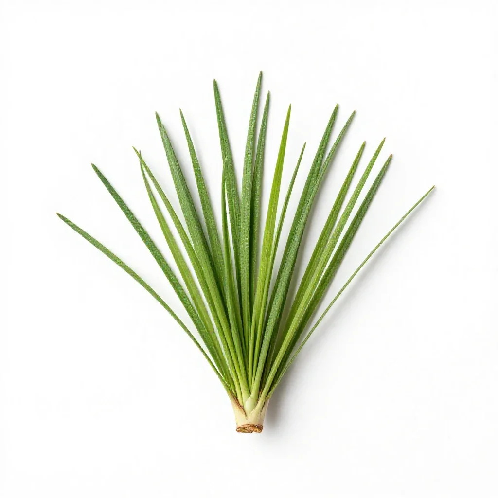 Grassy death camas isolated on a white background