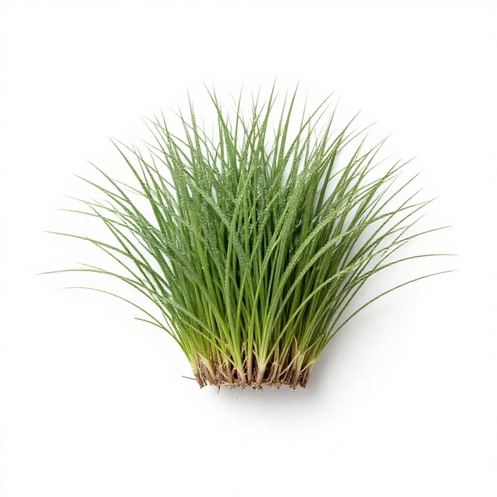 Hardinggrass isolated on a white background