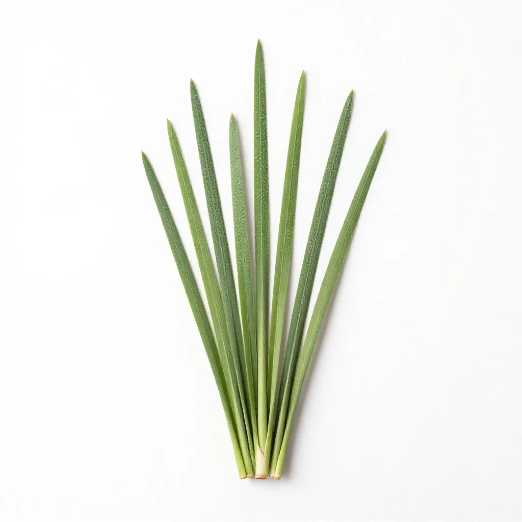 Hardstem bulrush isolated on a white background