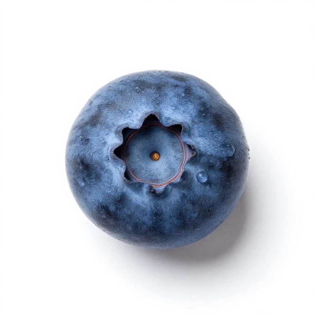 High-bush blueberry isolated on a white background