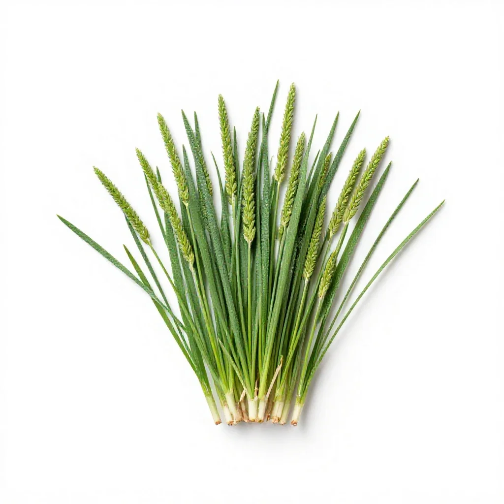 Knotgrass isolated on a white background