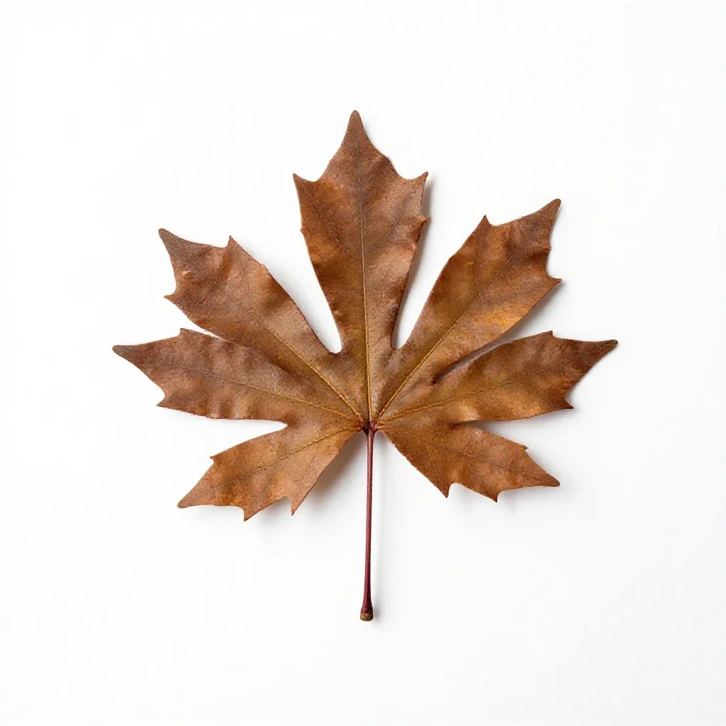 Leatherwood isolated on a white background