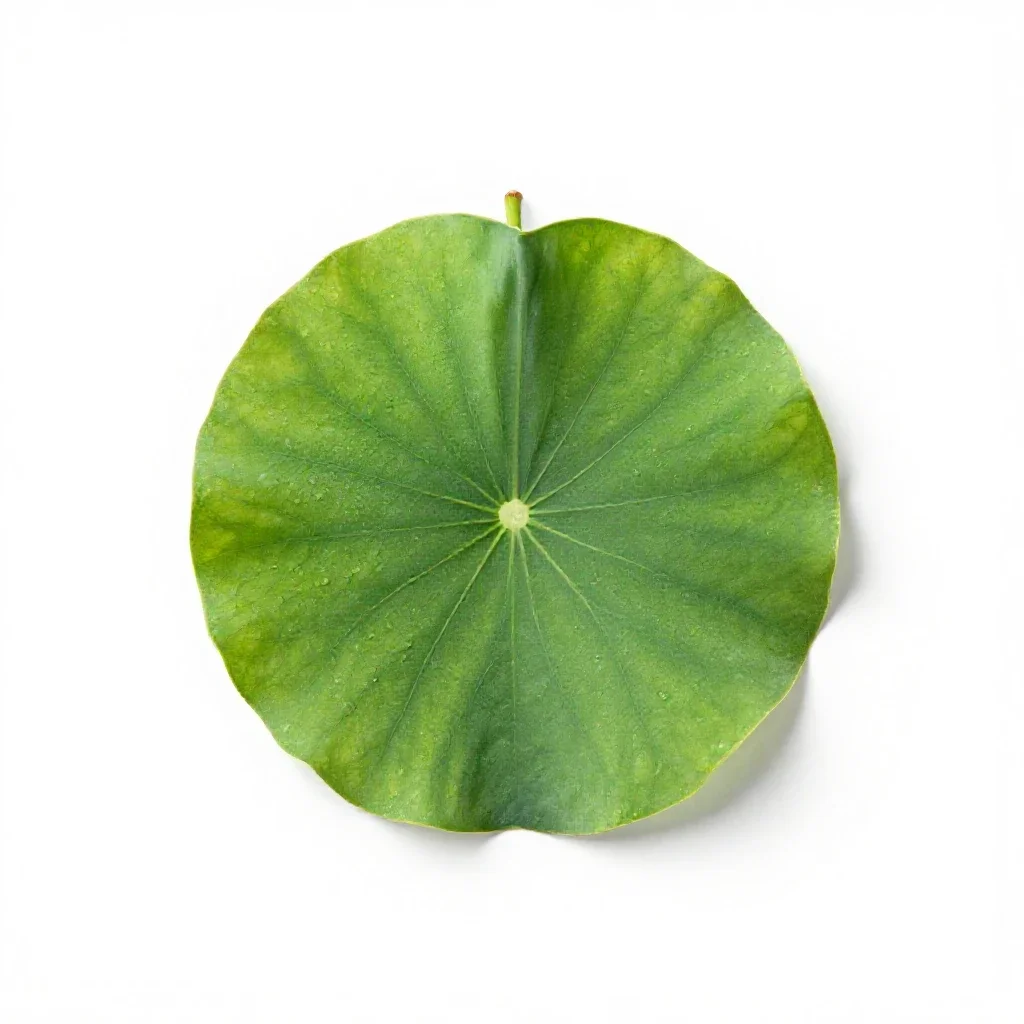 Lilyturf isolated on a white background
