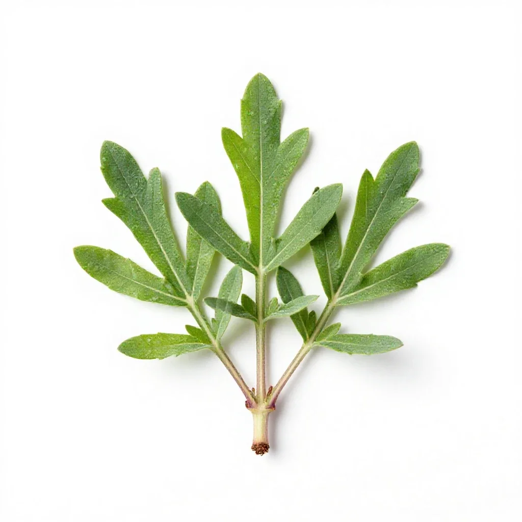 Locoweed isolated on a white background