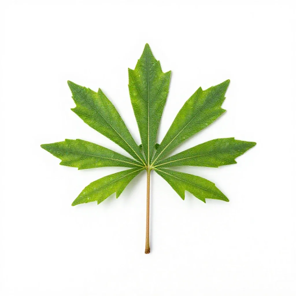 Madrona isolated on a white background