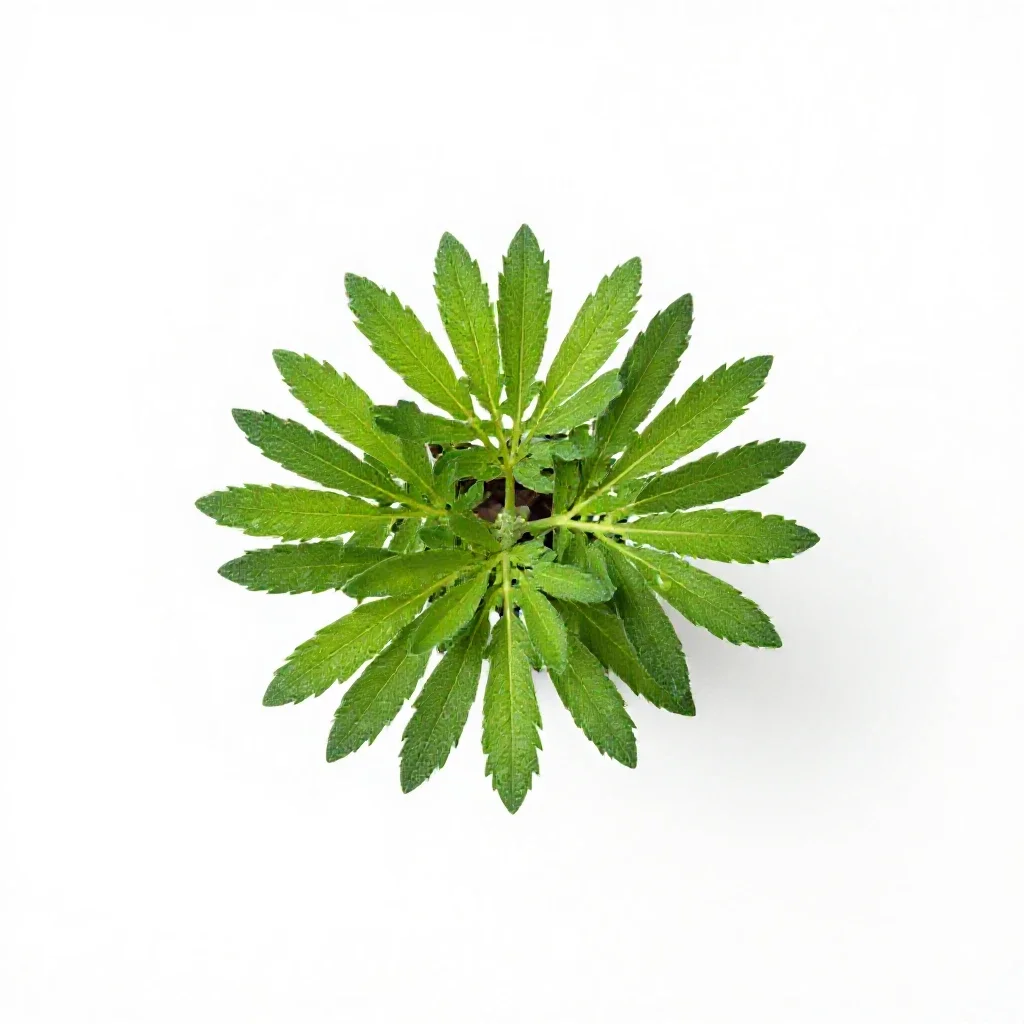 Maranta isolated on a white background