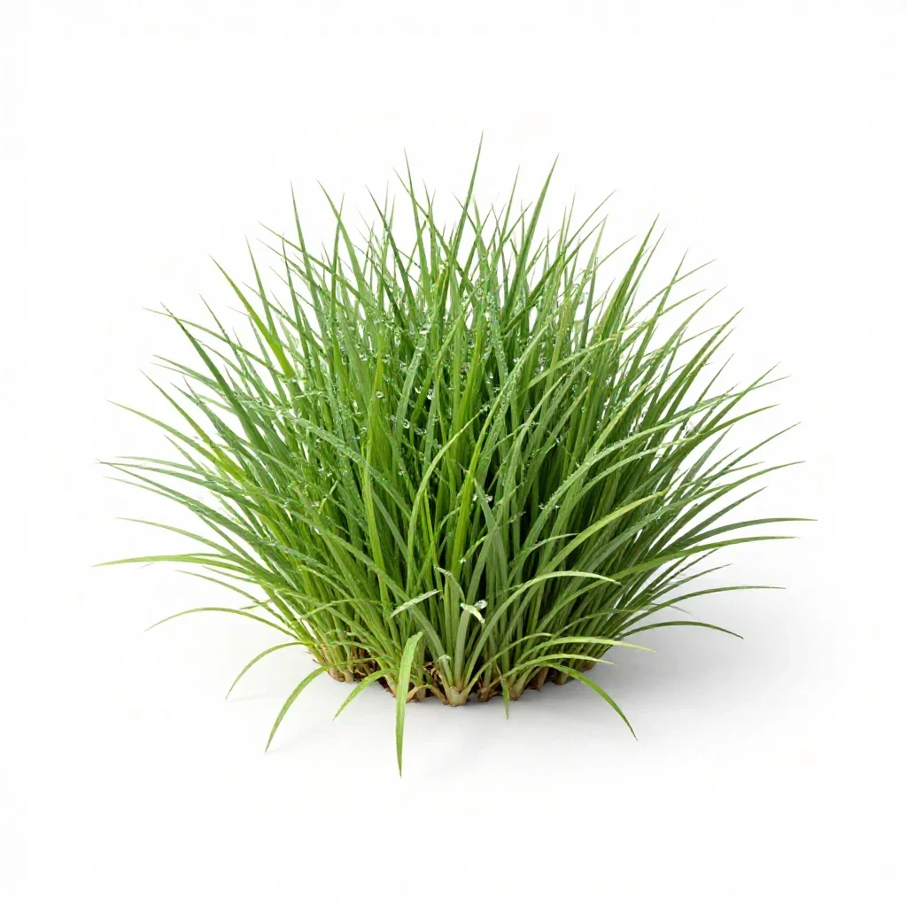 Mascarene grass isolated on a white background