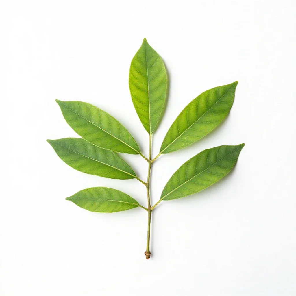 Mucuna isolated on a white background