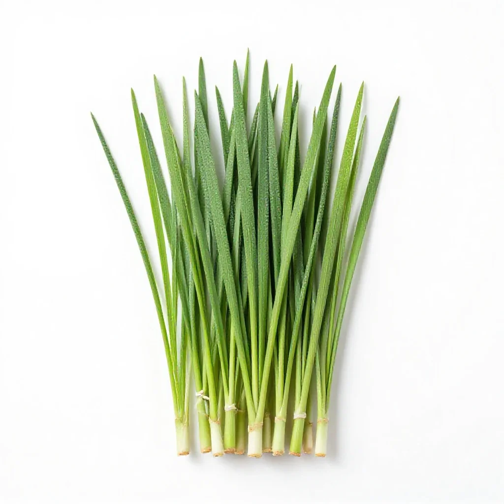 Munj isolated on a white background