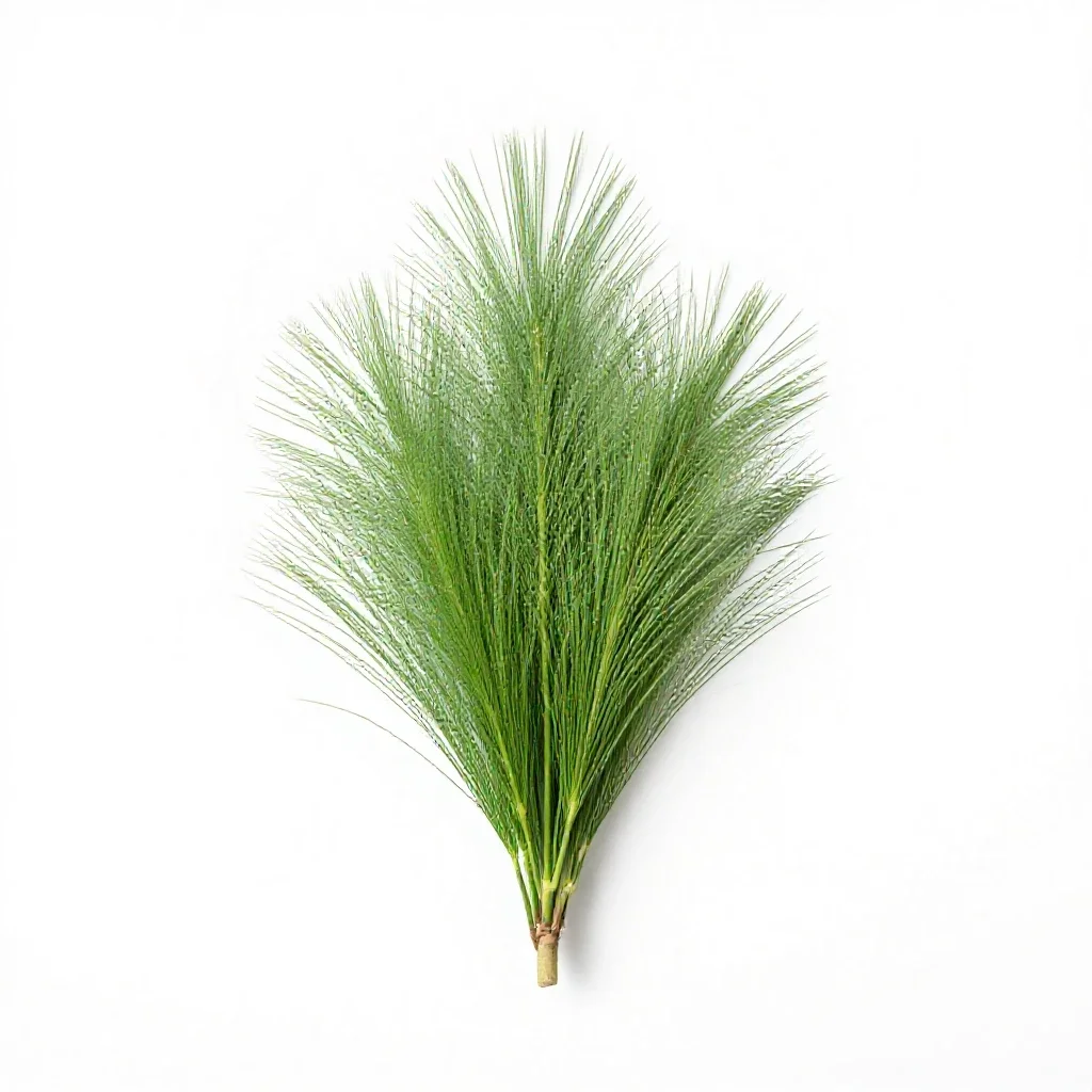 Needle spike rush isolated on a white background