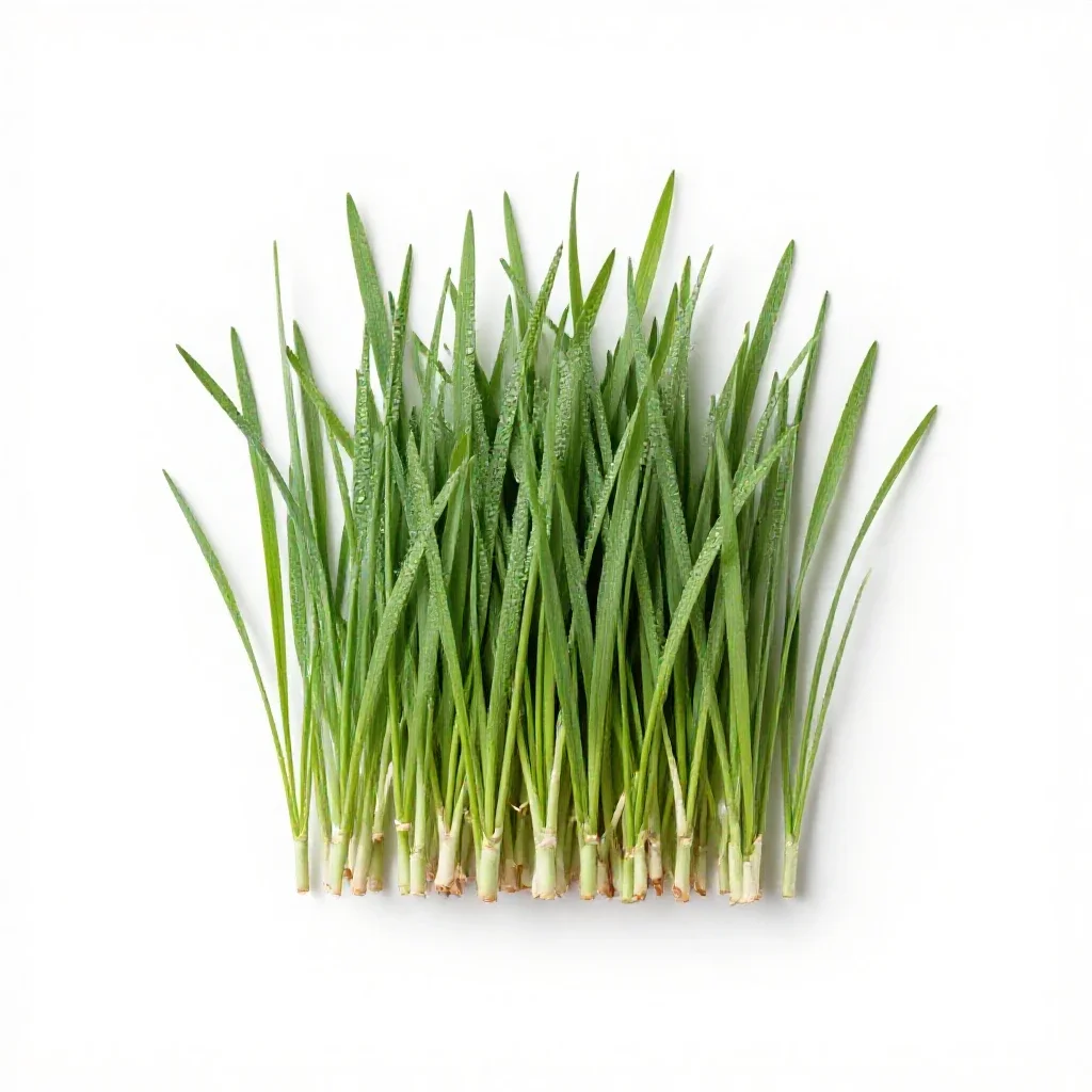 Panic grass isolated on a white background
