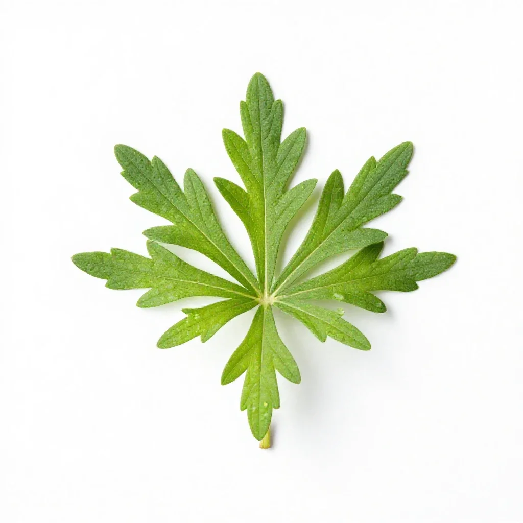 Pia isolated on a white background