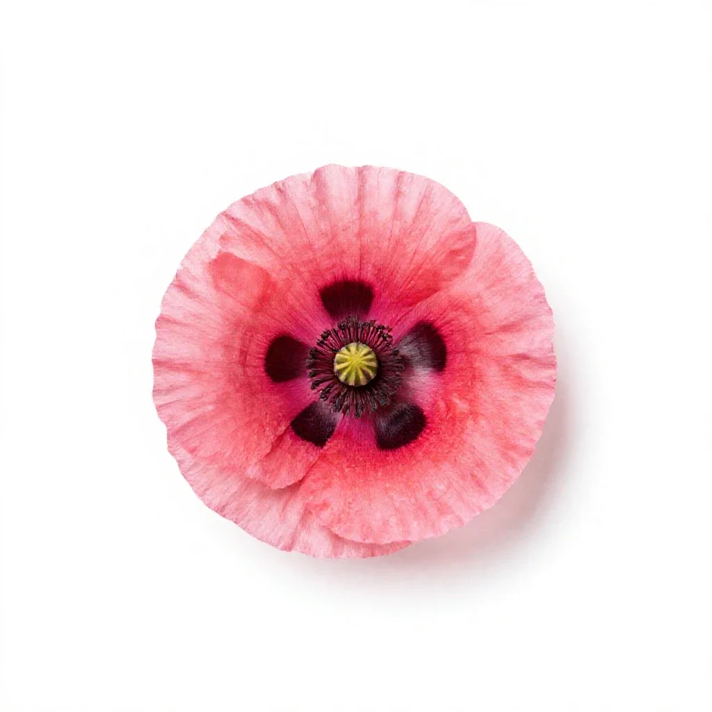 Poppy mallow isolated on a white background