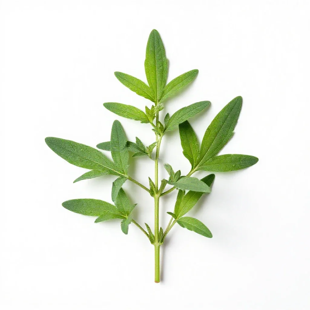Ramie isolated on a white background