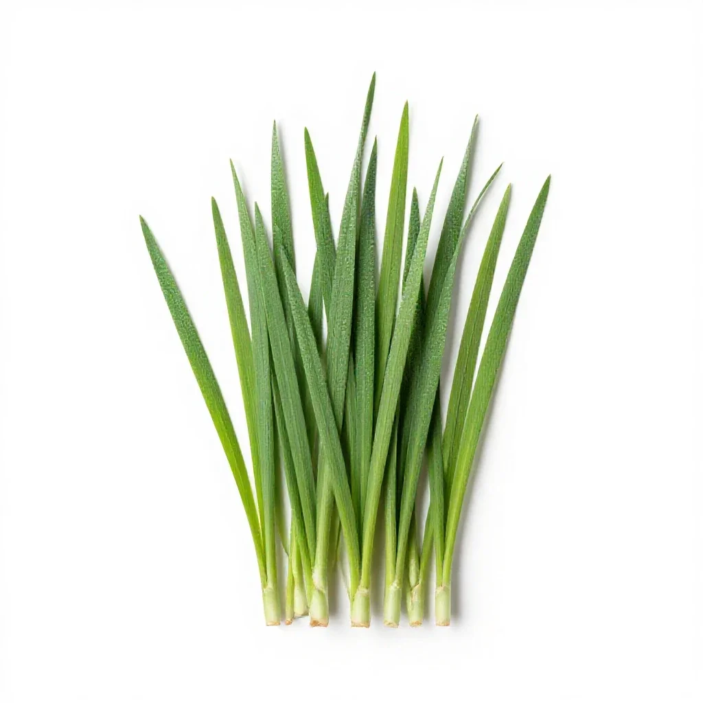 Reed canary grass isolated on a white background