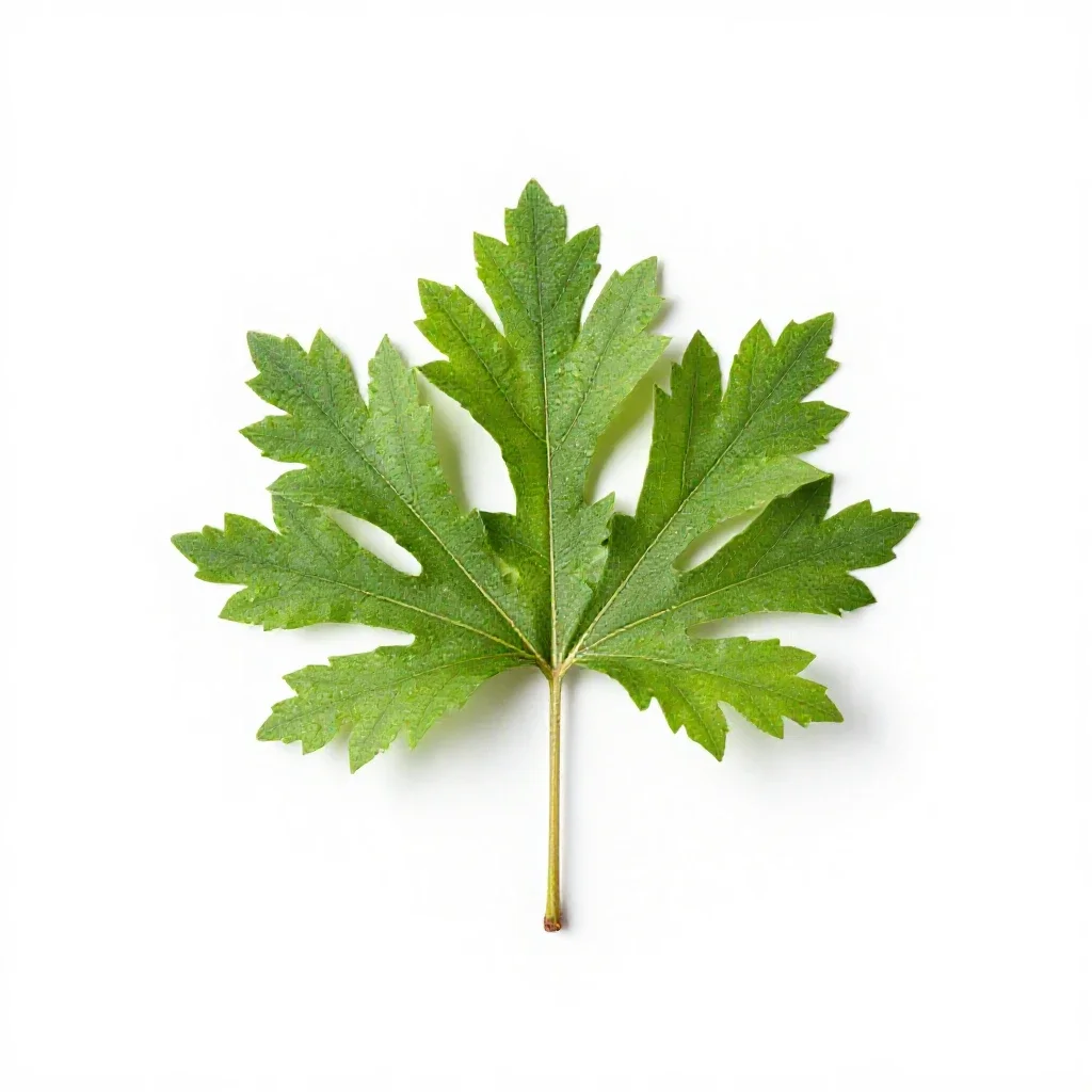 Ringworm bush isolated on a white background