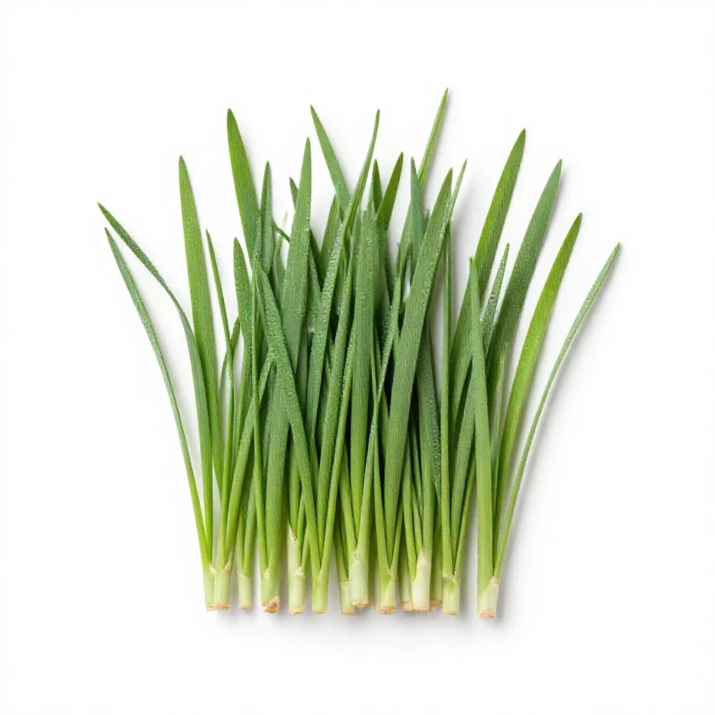 Rush grass isolated on a white background