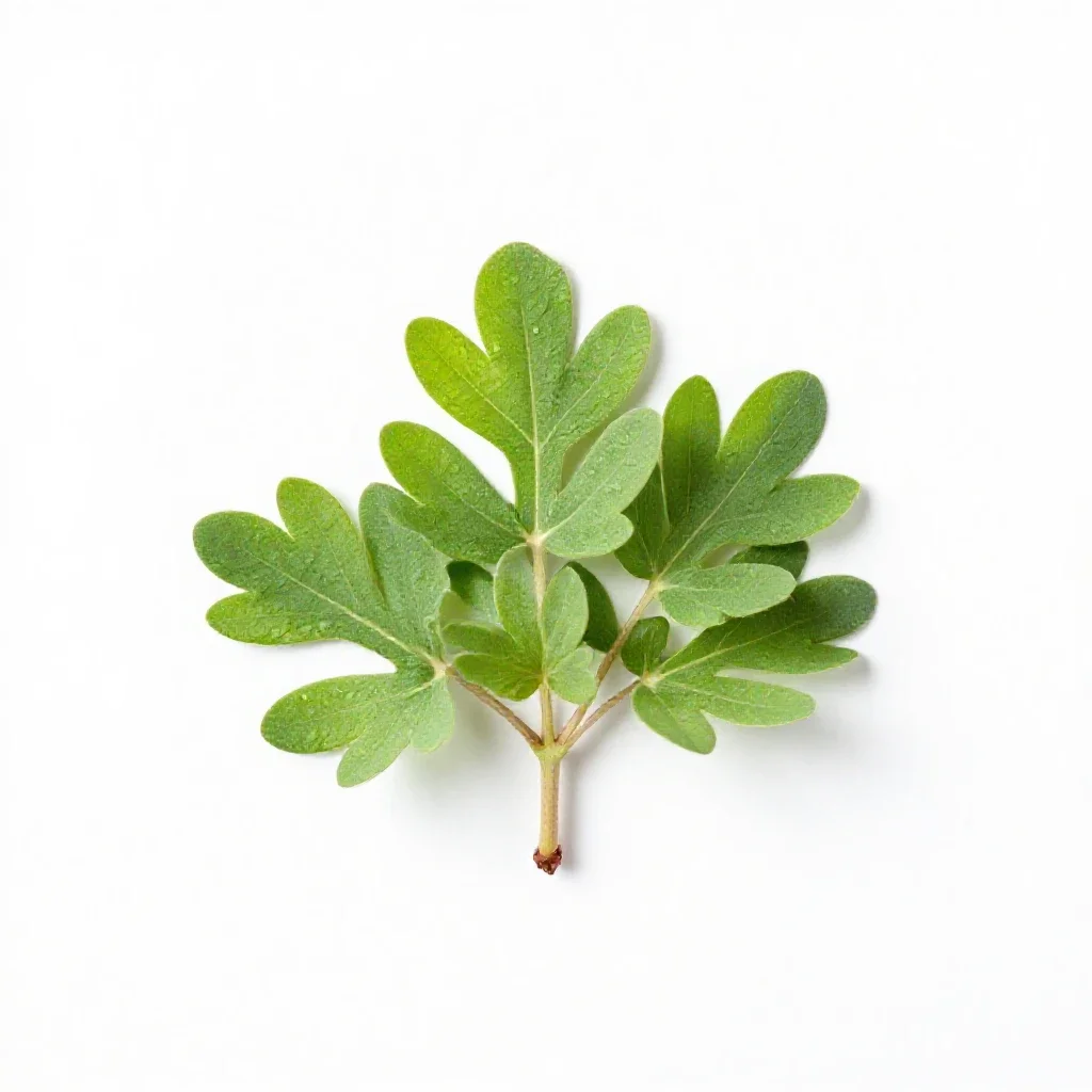 Salt marsh mallow isolated on a white background