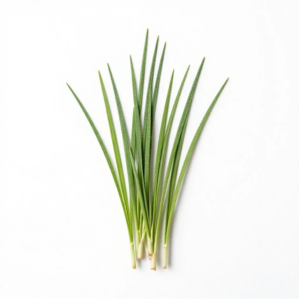 Salt reed grass isolated on a white background