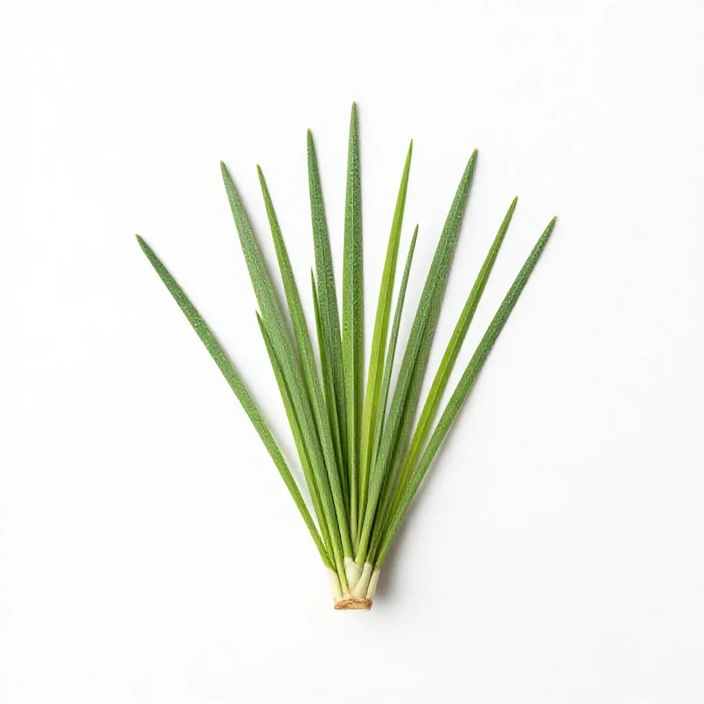 Sand dropseed isolated on a white background