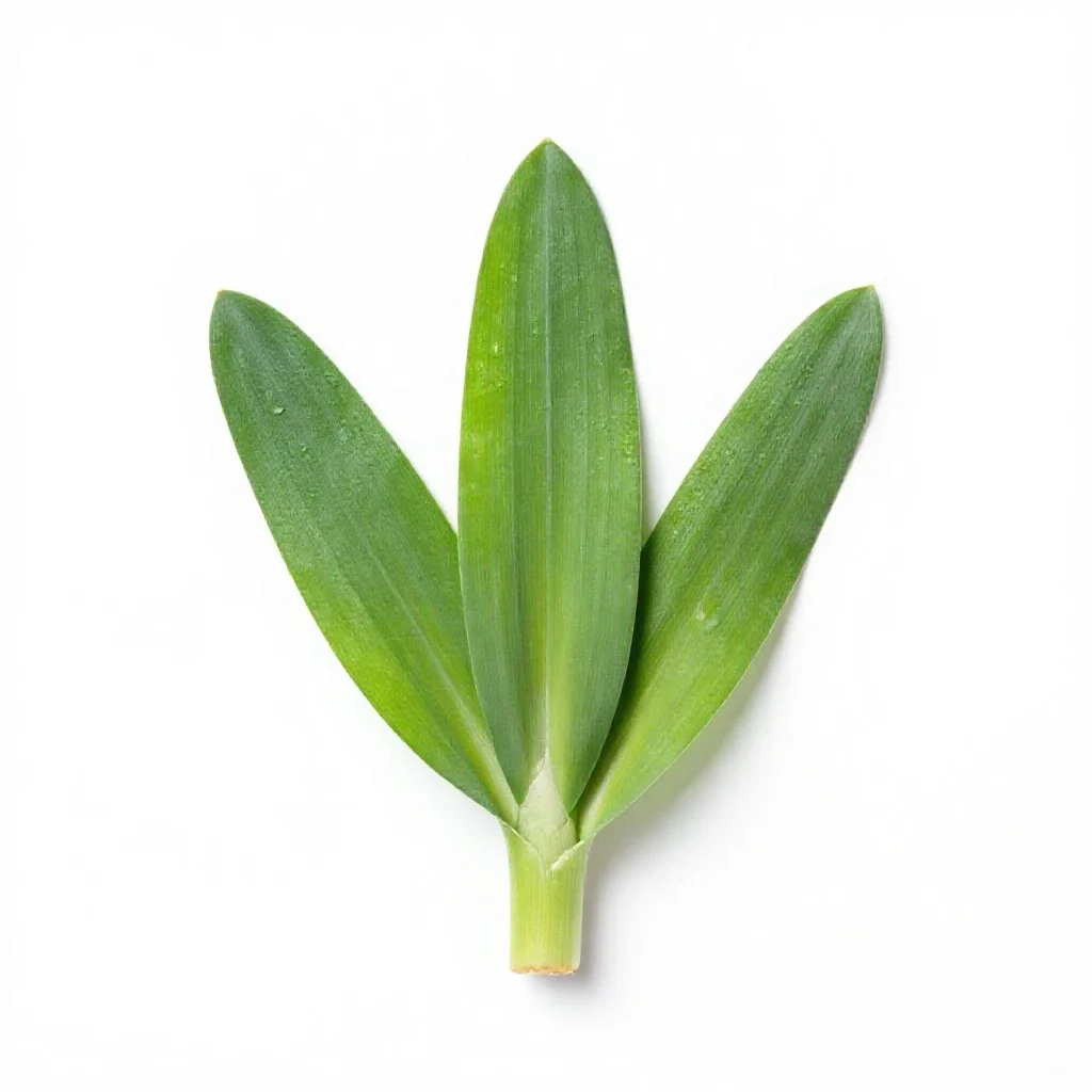 Sand leek isolated on a white background