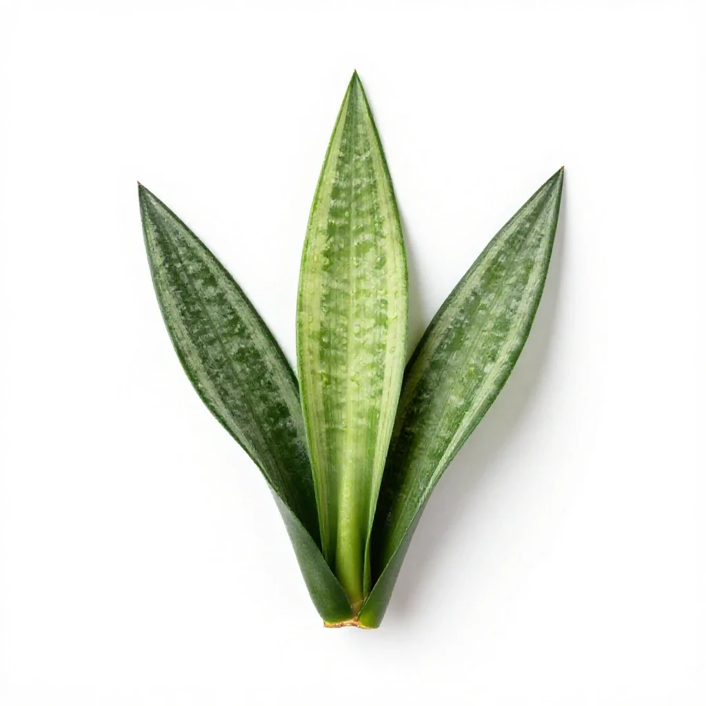 Sansevieria isolated on a white background