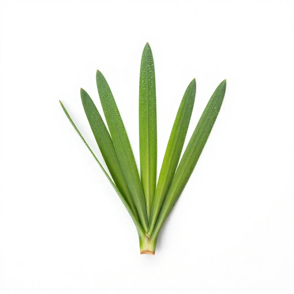 Sedge isolated on a white background