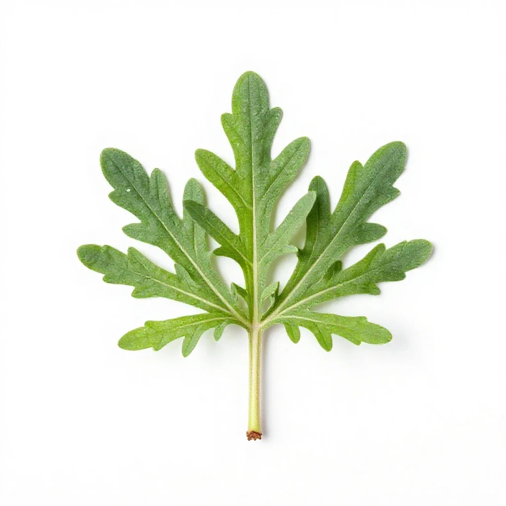 Sericea lespedeza isolated on a white background