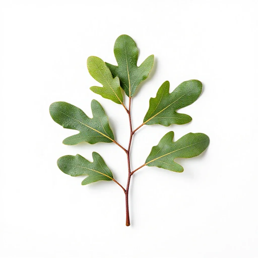 Silky oak isolated on a white background