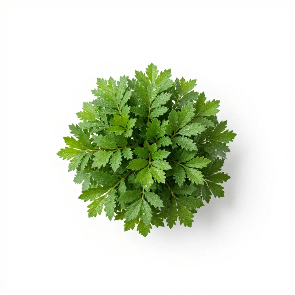 Smoke bush isolated on a white background