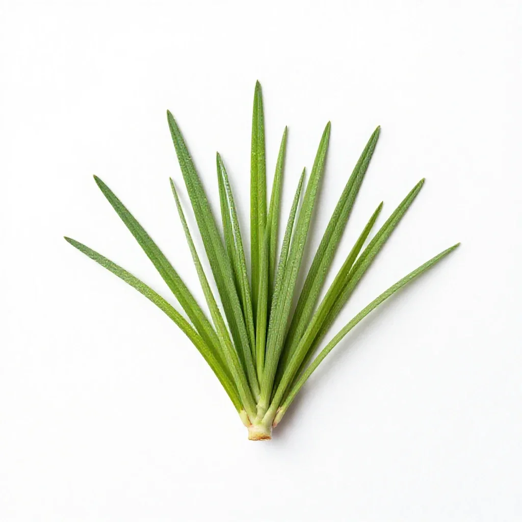 Smut grass isolated on a white background