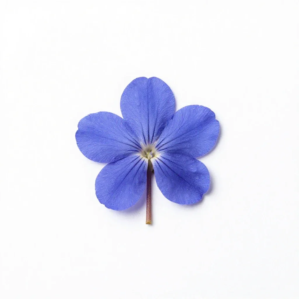 Southern blue flag isolated on a white background