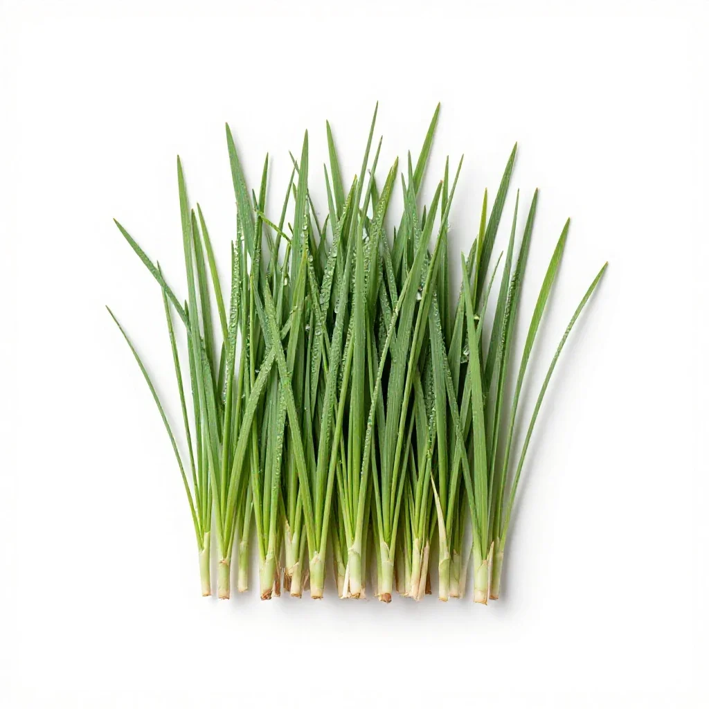 Switch grass isolated on a white background