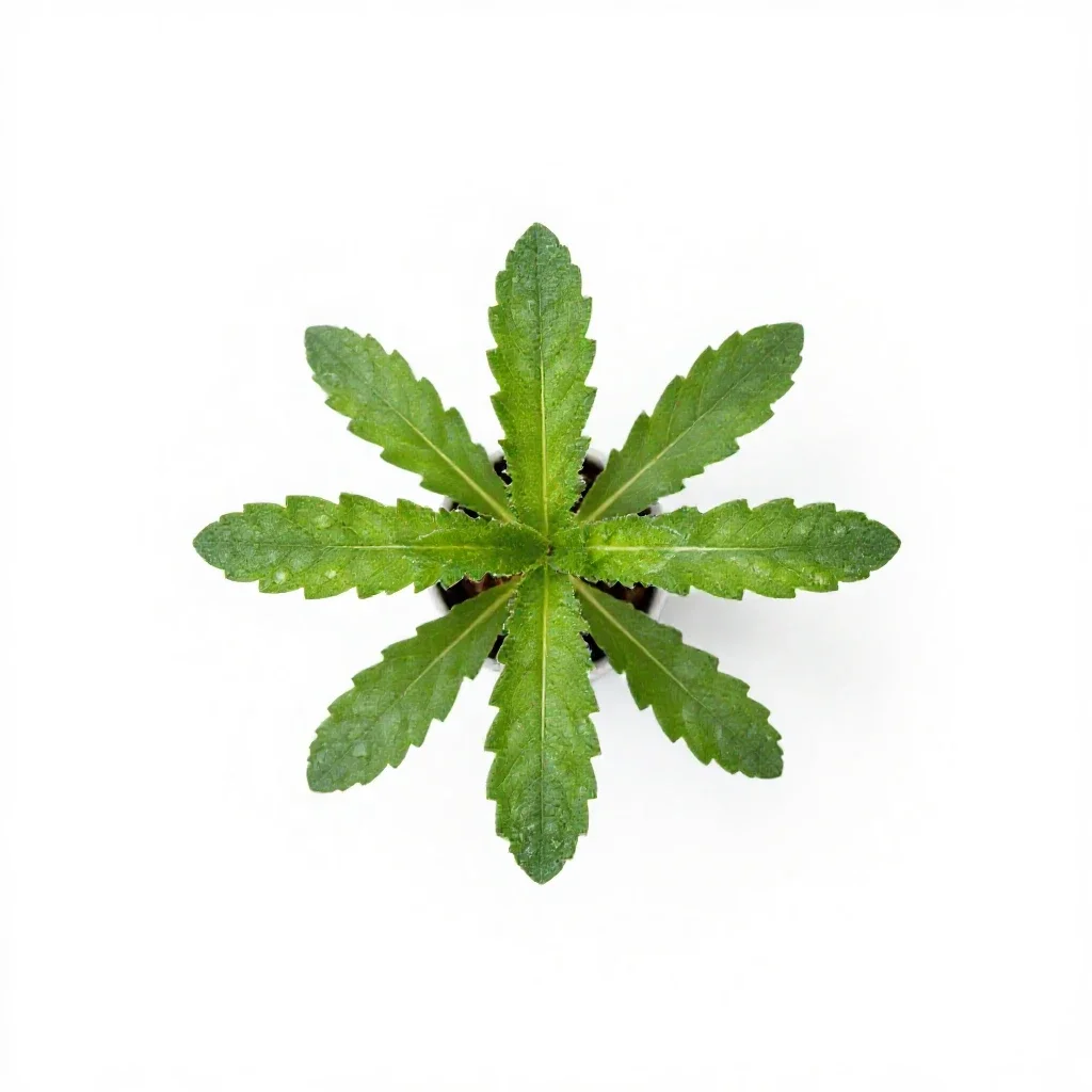 Telegraph plant isolated on a white background