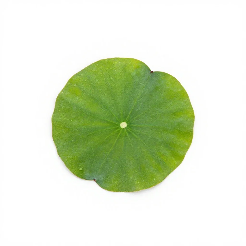Water lobelia isolated on a white background