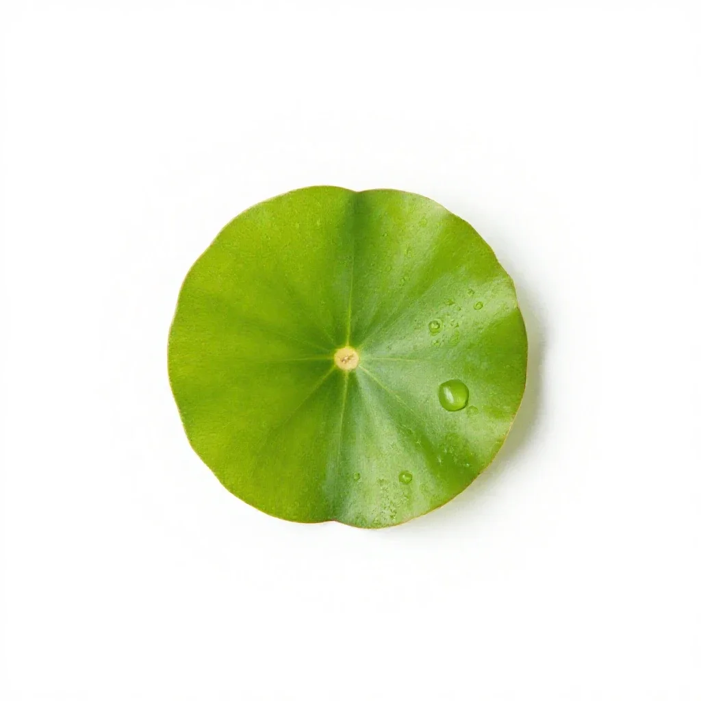 Water shamrock isolated on a white background