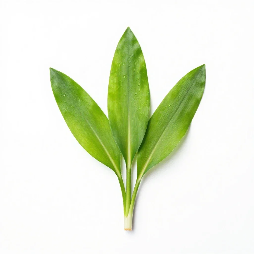 Wild garlic isolated on a white background